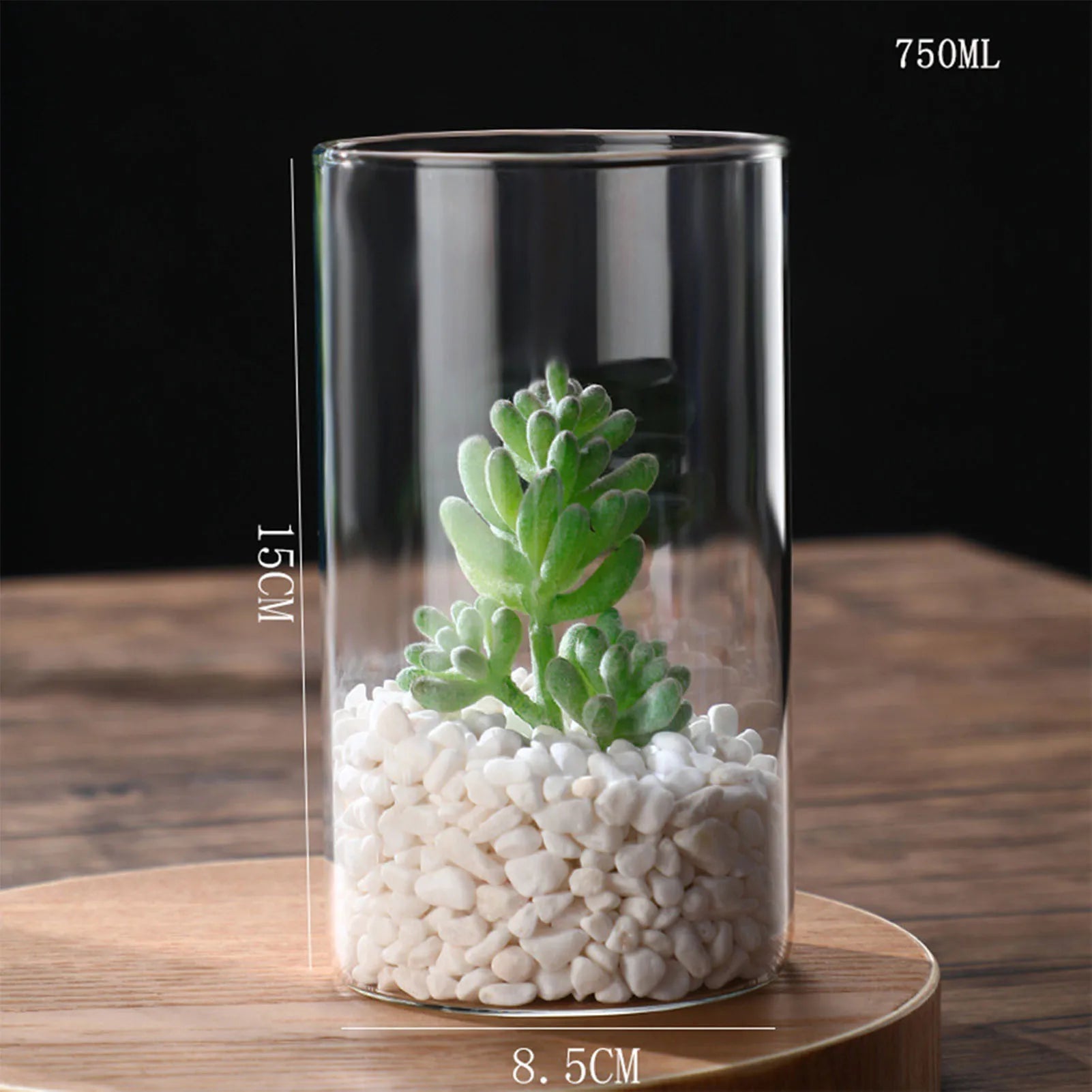 Vase Hydroponique en Verre Transparent
