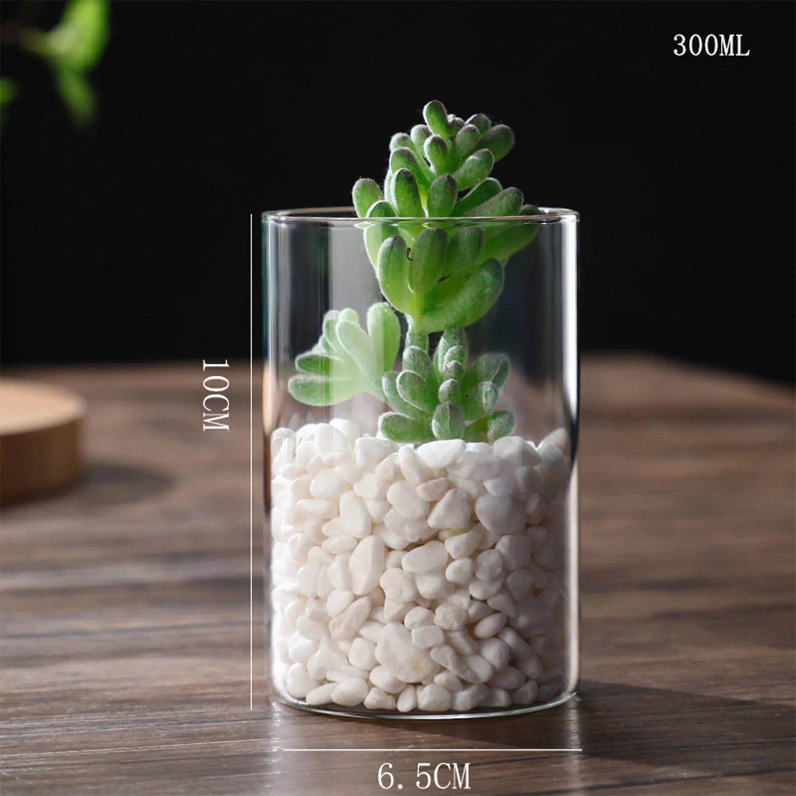 Vase Hydroponique en Verre Transparent