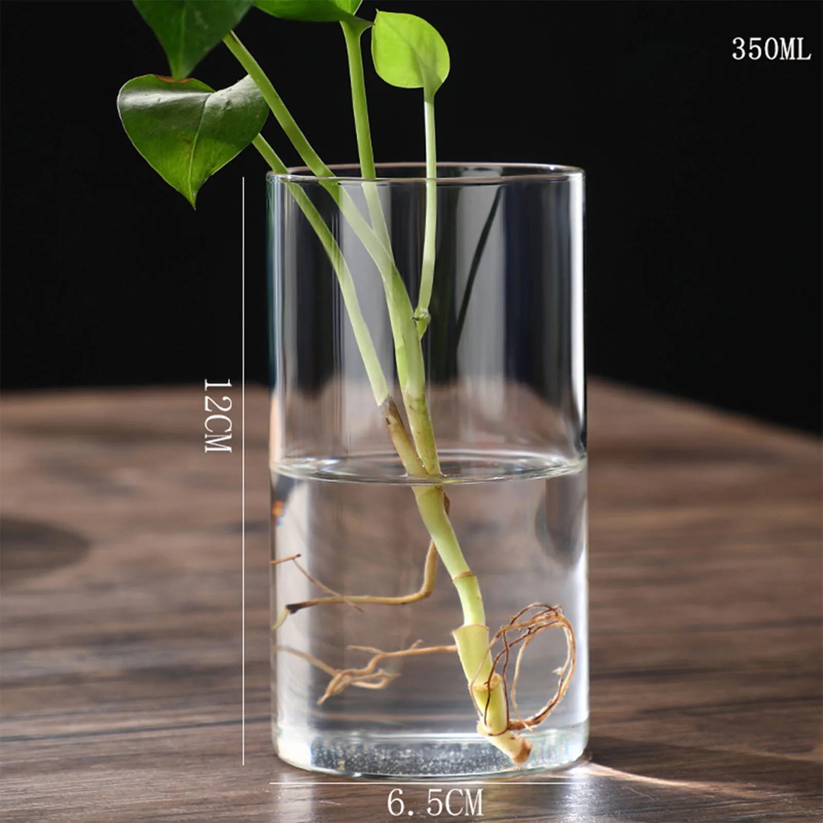 Vase Hydroponique en Verre Transparent